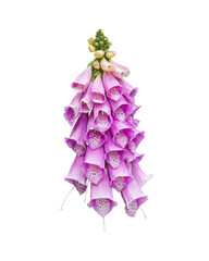 Purple foxglove flower isolated