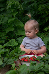 little girl eating strawberries in the garden. Selective focus