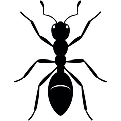 the ant vector silhouette white background