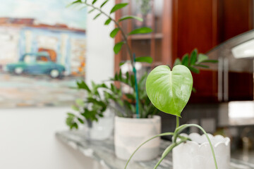 Green houseplants in white pots on a marble countertop with a blurred painting in the background.

