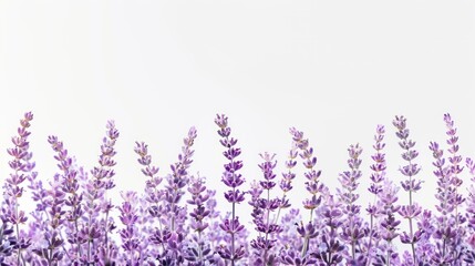 Lavender isolated white background