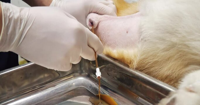 The veterinarian drains urine from the bladder through an inserted urinary catheter. Dark urine flows through a sick dog's urinary catheter into the litter box. Bladder catheterization in a dog.