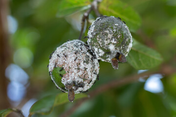 Mealybug attack on guava trees. Mealybug (Planococcus lilacinus) is a polyphagous pest that damages ornamental plants and fruit trees.w