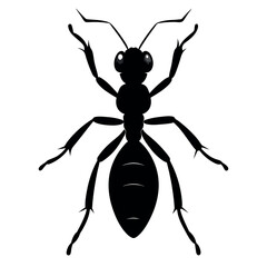 the ant vector silhouette white background