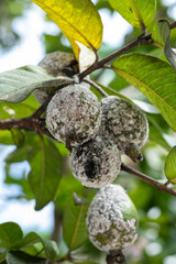 Mealybug attack on guava trees. Mealybug (Planococcus lilacinus) is a polyphagous pest that damages ornamental plants and fruit trees.