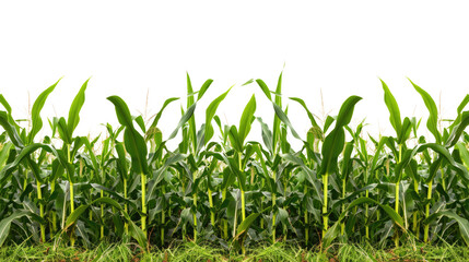 Obraz premium Corn field plantation on transparent