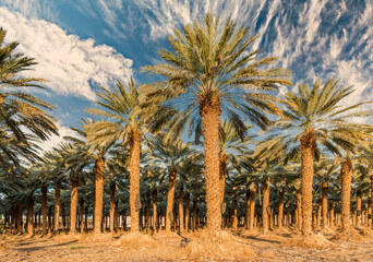 Plantation of date palms for healthy and GMO free food production. Date palm is iconic ancient plant and famous agricultural food crop in the Middle East and North Africa