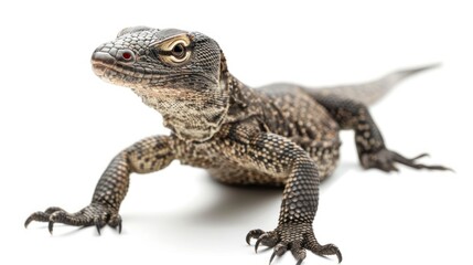 Naklejka premium Monitor lizard isolated white background