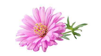 Pink aster flower isolated on transparent background 