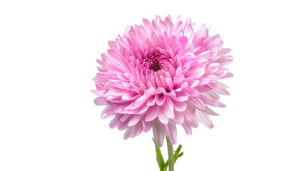 Pink aster flower isolated on transparent background 