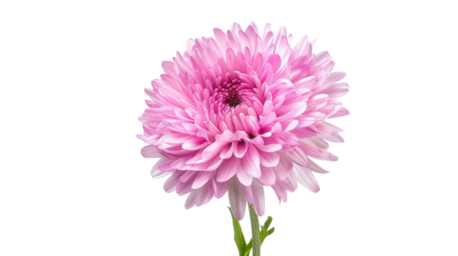 Pink aster flower isolated on transparent background 