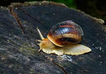 Helix albescens - Snail crawling in search of food in the garden