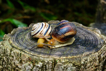 Cepaea vindobonensis and Helix vulgaris - two crawling land pulmonate molluscs