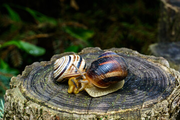 Cepaea vindobonensis and Helix vulgaris - two crawling land pulmonate molluscs