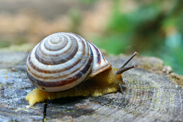 Cepaea vindobonensis - crawling land lung mollusk with a yellow body