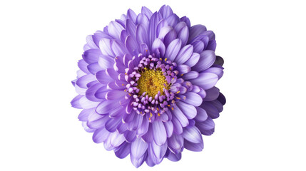 Obraz premium Pink aster flower isolated on transparent background 