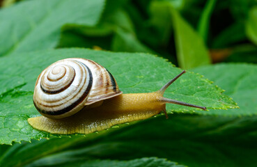 Cepaea vindobonensis - crawling land lung mollusk with a yellow body