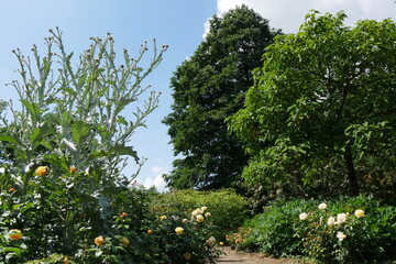 Blumen im Arboretum Ellerhoop-Thiensen