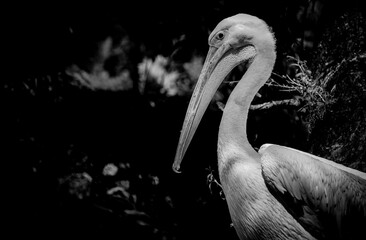 Close-up of bird perching outdoors