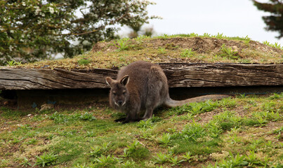 A Bennetts wallaby or red-necked wallaby crouching down on all fours on the grass