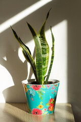 Sansevieria en una maceta colorida sobre una mesa. Vista e frente y de cerca. Copy space. Formato...