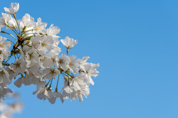 Cherry blossoms in peak bloom in Washington DC in spring