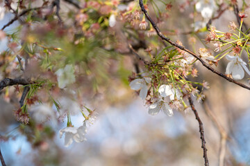 Cherry blossoms in peak bloom in Washington DC in spring