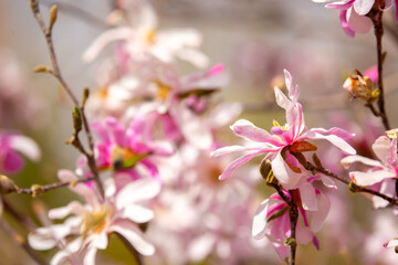 Blooming magnolia in spring. Beautiful buds of pink flowers close-up with blurred space for text.