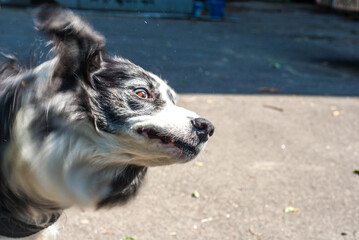portrait of a border collie dog shaking his head