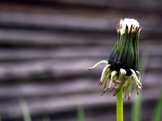 Stary opuszczony drewniany dom i budynki gospodarcze w wiosennej scenerii  wśród kwitnących polnych kwiatów.  © JDziedzic