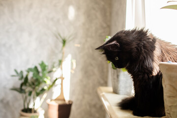 a black cat sits on a windowsill, looks into a room that is enlightened by a bright sun. Concept of...