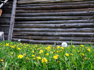 Stary opuszczony drewniany dom i budynki gospodarcze w wiosennej scenerii  wśród kwitnących polnych kwiatów.  © JDziedzic