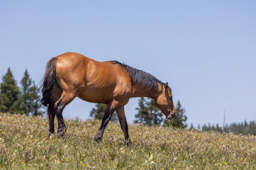 Obraz premium Wild Horse in Summer in the Pryor Mountains Montana