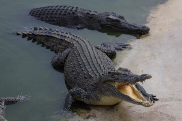 Close up salt crocodile is show head in river