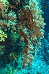 Beautiful coral reef in the Red Sea.
