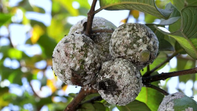 Mealybug attack on guava trees. Mealybug (Planococcus lilacinus) is a polyphagous pest that damages ornamental plants and fruit trees.