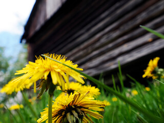Stary opuszczony drewniany dom i budynki gospodarcze w wiosennej scenerii  wśród kwitnących...