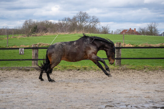 Brioso, Lusitano, 5 Jahre alt