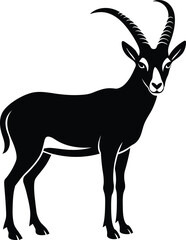 black goat isolated on white