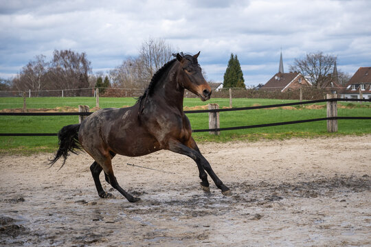 Brioso, Lusitano, 5 Jahre alt