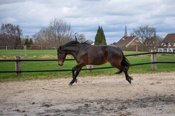 Brioso, Lusitano, 5 Jahre alt