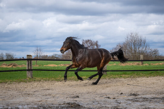Brioso, Lusitano, 5 Jahre alt