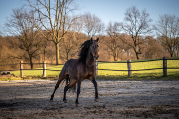 Brioso, Lusitano, 5 Jahre alt © Michael