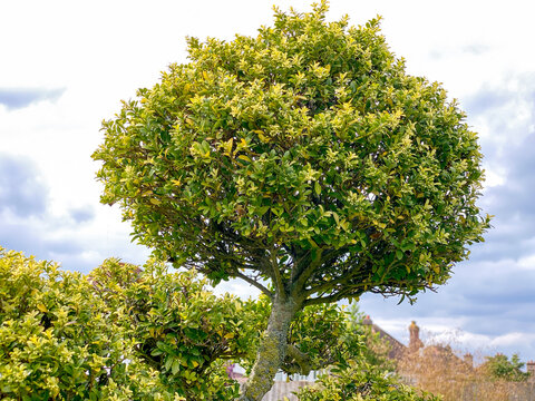 The top of orrnmental plant - Japanese holly (Ilex crenata), small leaved evergreen shrub against cloudy sky