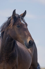 Fototapeta premium Wild Horse in Summer in the Pryor Mountains Montana