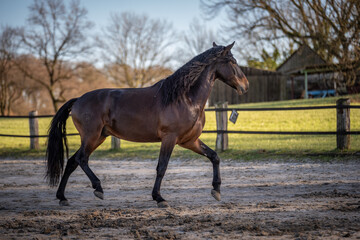 Brioso, Lusitano, 5 Jahre alt