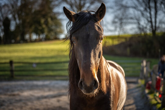 Brioso, Lusitano, 5 Jahre alt