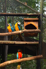 The Blue-and-yellow Macaw in Parque das aves Foz do Iguacu Brazil Parana state. Ara ararauna also...