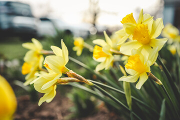 Fototapeta premium Spring daffodils in a flower garden with copy space