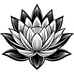 hand drawing lotus flower line art water lily vector illustration